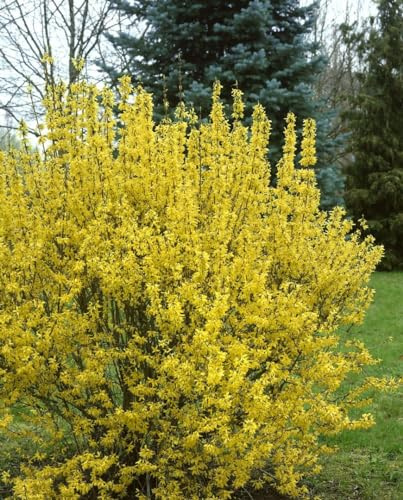 Forsythie 'Goldrausch' 80-100 cm Topf Forsythia intermedia winterhart