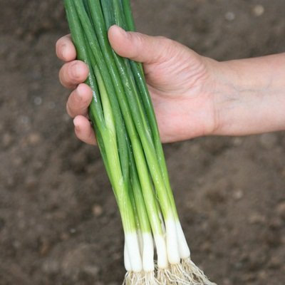 3 Seed Tapes Ramrod Onion Seed Tape: Only Seeds