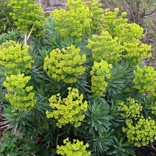 6 x Mittelmeer Wolfsmilch - Euphorbia Characias 'Forescate' Topf 9x9cm: Rosafarbene Blüten, graugrünes Laub, mediterranes Flair, trockenheitsresistent.
