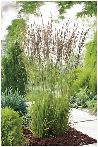 Stauden Gänge 3 x Molinia caerulea 'Heidezwerg' Kleines Pfeifengras | Niedriges Ziergras für Sonne bis Halbschatten, Blüte August bis Oktober, mehrjährig, 1 L Topf (11x11 cm)