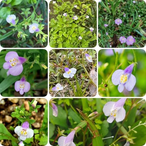 300 pcs Mazus Reptans Samen, kräutergarten balkon, winterharte stauden Lippenmäulchen Bodendecker, kräuterpflanzen, geschenke für gartenfreunde bio saatgut, wildblumensamen mehrjährig