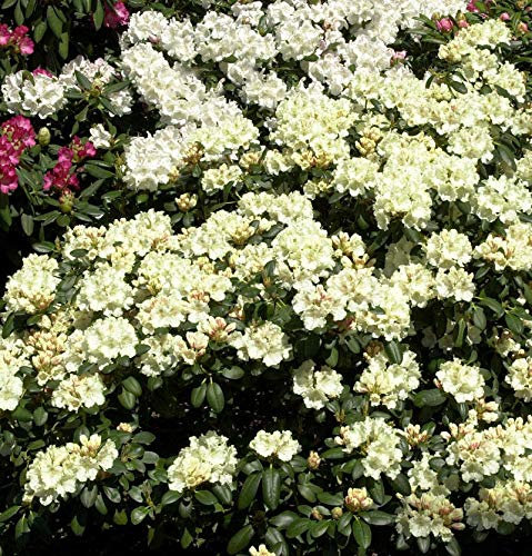 Rhododendron Millenium Gold® 40-50cm - Alpenrose