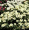 Rhododendron Millenium Gold® 40-50cm - Alpenrose