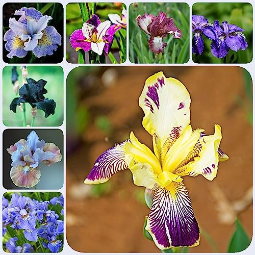 10 cipolle Iris Hardy perenne fiorellini primaverili iris Bulbi da fiore a fioritura precoce Piante da giardino roccioso resistenti cipolle di fiori primaverili Cipolle a fioritura