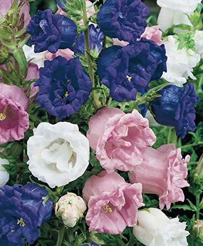 Campanula medium gefüllte Weiss, Glockenblume 60 Samen