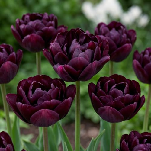 Tulpenzwiebeln Winterhart Mehrjährig - Double Black Passion - 20 Stück | Echte Pflanzen aus Holland, Blumenzwiebeln für Garten Garten, Töpfe und Balkon (große Knollen, kein Samen, nicht künstlich)