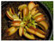 Dionaea muscipula Microdent - Venusfliegenfalle - 3 Samen