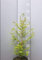 2st. Mammutbaum Set : 1 Riesenmammutbaum 30-40cm + 1 Urweltmammutbaum 50-80cm Sequoiadendron giganteum