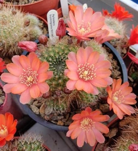 Cactus - Aylostera buiningiana - 30 Seeds
