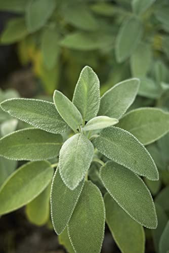 300+ semillas de salvia real salvia officinalis jardín cocinas hierbas planta medicinal