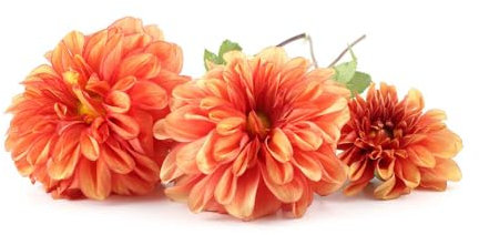 70 pcs dahlien samen winterhart - frühlingsblumen blumenwiese dahlie dahlia, balkonblumen gartenpflanzen bienen wiese wildblumen wildblumensamen bienenwiese saatgut mehrjährig winterhart