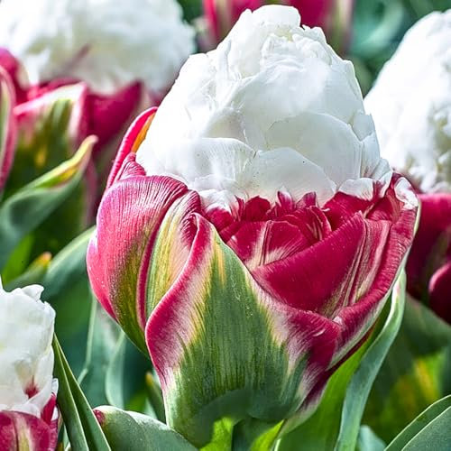 YouGarden Novelty Premium Tulip 'Ice Cream' Spring Flowers, Set of 10 Bulbs Size 11+ for Autumn Planting