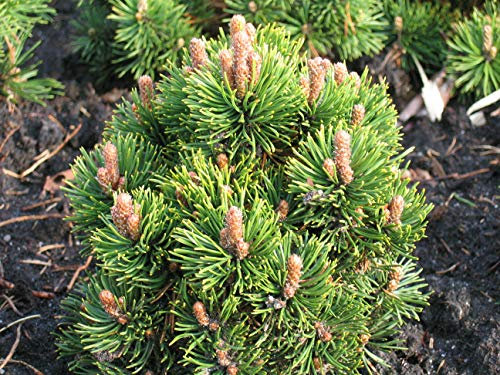 10pcs japonesa bonsai semillas de pino negro jardín decoración interior, de hoja perenne, fuertes semillas perennes ornamentales de jardín
