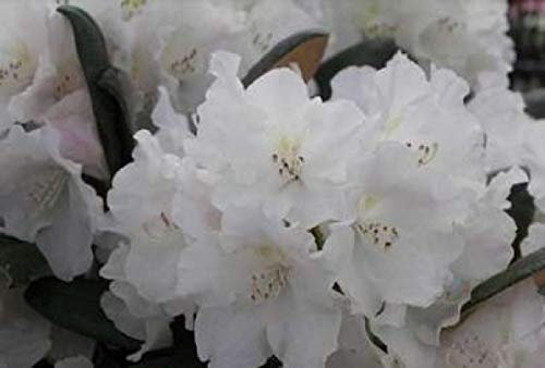 Ball-Rhododendron Schlarrafia - Rhododendron yakushimanum Schlaraffia (25-30)