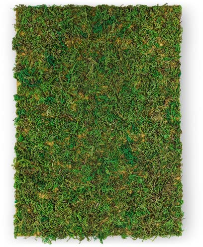 Netuno Moosplatte Grün A4 297x210mm Naturmoos auf Textilfaser Deko-Moos zum Basteln und Dekorieren Moosmatte Deko-Matte DIY Flachmoos für Ostern Weihnachten Floristik Terrarium Dekoration