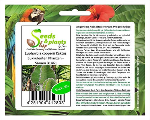 Seeds & Plants Shop by Ipsa Pcs - 10x Euphorbia Cooperi Cactus Succulent Plantes - Graines B1461 Plantes Boutique Samenbank Pfullingen Patrik Ipsa