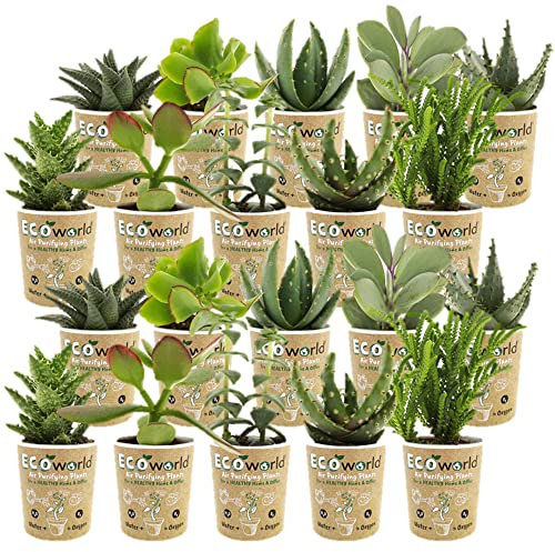 vdvelde.com - Ecoworld Mini Sukkulenten 20er Set - Verschiedene Arten, sehr pflegeleicht, benötigen wenig Wasser - Topfgröße Ø 6 cm - Pflanzenhöhe 8-15 cm - Kaktus und Sukkulent Dünger: 250ml
