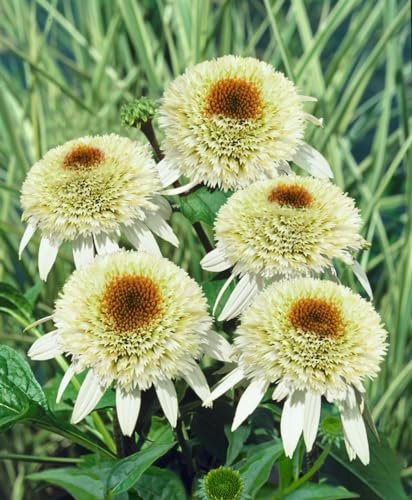 Echinacea purpurea 'Milkshake' -R- ca. 11x11 cm Topf - Purpur-Sonnenhut, cremeweiße Blüten, Blütezeit Juli-September, ideal für Beete, bienenfreundlich, pflegeleicht
