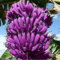 Semi di banana 20 pezzi per coltivare violette
