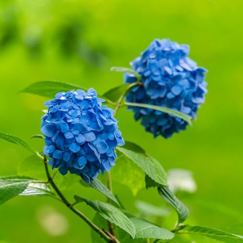 20 piezas semillas de flor de hortensia bola de nieve semillas de jardín plantas de balcón resistente hortensia plantas del prado de mariposas semillas de prado de flores pared de