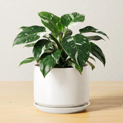 LE TAUCI Ceramic Pots for Plants, 17 cm Plant Pot with Drainage Hole & Saucer, Modern Minimalist Planters for Indoor Plants, Round Flower Pot for Snake Plant, Monstera, Perfect for Home Decor, White