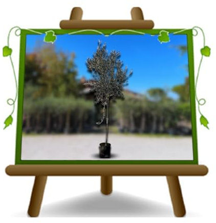 Taubenei mit Olivenbaum, Höhe: 160 ~ 170 cm, Alter: 4 Jahre, Topf: 22 cm