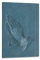 Berühmter Maler Albrecht Dürer Arbeitsposter Kunst (14) Kunstdruck Leinwand Poster Wandmalerei Kunst Poster Dekor Moderne Wohnkunstwerke 40 x 60 cm