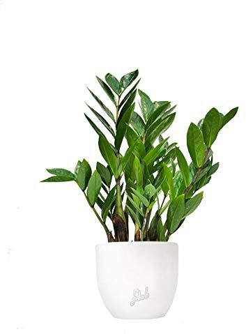 Zamia Altezza 45 cm, Pianta Vera, Pianta da Interno, Vaso Artigianale in Terracotta - Bianco Perlato