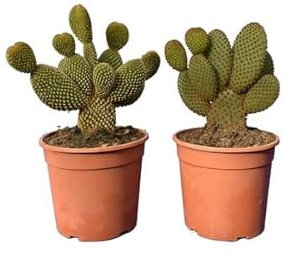Cactus Pala | Pack 2 Plantas | Opuntia Microdasys | Altura ± 30cm | Cactus de Interior y Exterior