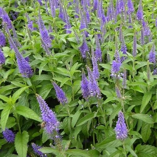 6x Ehrenpreis 'Blauriesin' - Veronica longifolia 'Blauriesin' - Topf 9x9cm - Hohe Staude