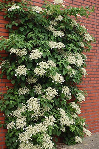 30 pezzi di semi di fiori di ortensia rampicante