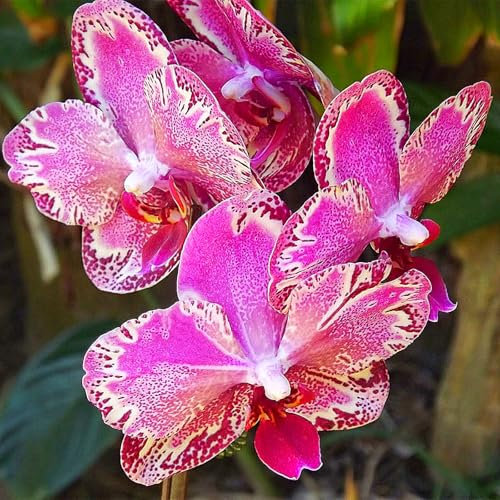Cymbidium for Planting,Strong Plants That Grow Well Mix,Golden Jade Carving,Cymbidium Bulbs-3bulbs-J
