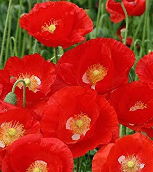 Rare Geranium Flower Summer Showers F1 Exotic Ornamental Flower Seeds (20 Seeds for Growing)