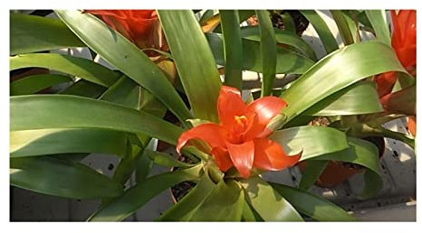 Stk - 10x Guzmania lingulata Bromelie Garten Pflanzen - Samen ID563 - Seeds & Plants Shop by Ipsa