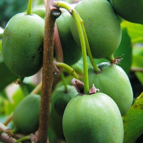 KIWI Issai Selbstfruchtbar 2L - Eine reichhaltige Vitaminquelle