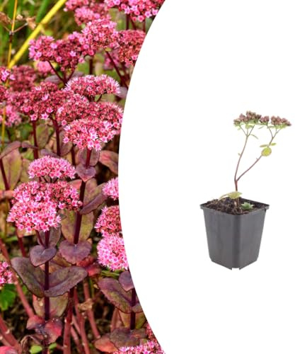 Sedum 'Matrona' | 60 Pflanzen - 10-25cm - Ø9cm - Gartenpflanze