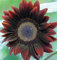 GIRASOLE CHOCCOLATE NR.50 SEMI