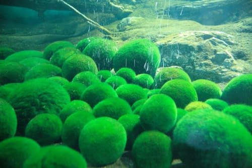 Jumbo-Mooskugeln Moosball groß 3 Stück ca. 6-7 cm +1 Nano Mooskugel 1-2 cm