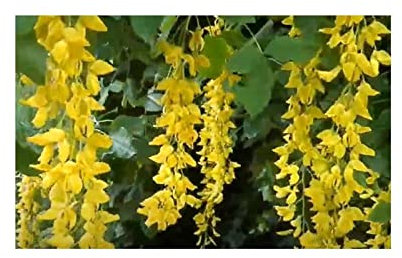 Stk - 20x Laburnum alpinum Baum Garten Pflanzen - Samen ID1400 - Seeds & Plants Shop by Ipsa