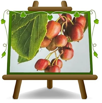 EURO PLANTS VIVAI Actinidia Kiwi Arguta Ken’s Red Femmina *Altezza: 150-170 cm. Età: 2 anni. Vaso: ø 20 cm.