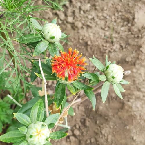200 pcs Färberdistel Pflanze Samen gartenpflanzen winterhart pflanzen winterhart Carthamus Tinctorius - blumensamen als gastgeschenk outdoor pflanzen balkon blumen pflanzen für garten