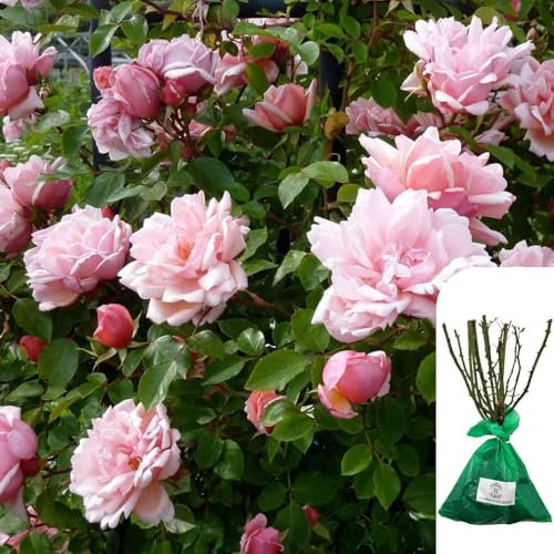 1 x Climbing Rose 'Albertine' - Award-Winning Salmon-Pink English Rose, RHS AGM Winner, Ideal for Trellis, Walls, and Fences - When Only The Best Will Do - Top Grade “A” Roses