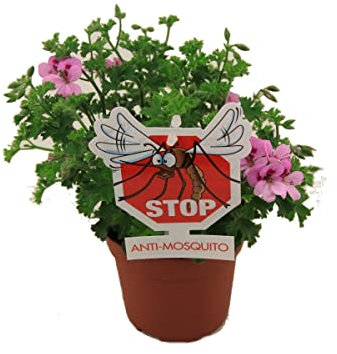 Pelargonium Lemon Geranio Antimosquitos Limón Geranio Stop Mosquitos con Aroma a Citronela