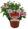 Pelargonium Lemon Geranio Antimosquitos Limón Geranio Stop Mosquitos con Aroma a Citronela