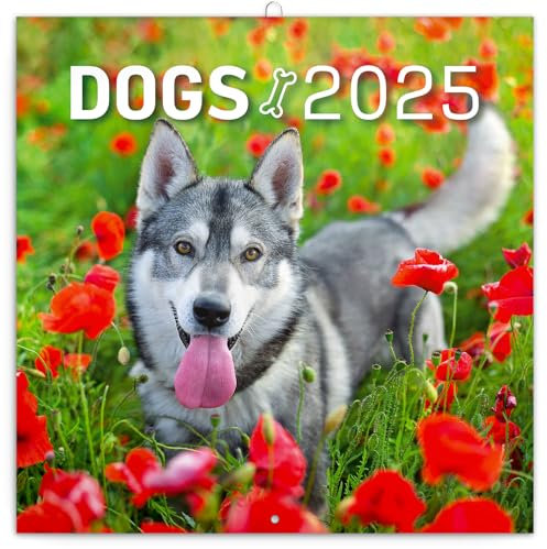 NOTIQUE Wandkalender Hunde 2025 Kalender, Broschürenkalender mit Monatskalendarium, Broschurkalender Tierkalender 30 x 30 cm (30x60 Geöffnet)