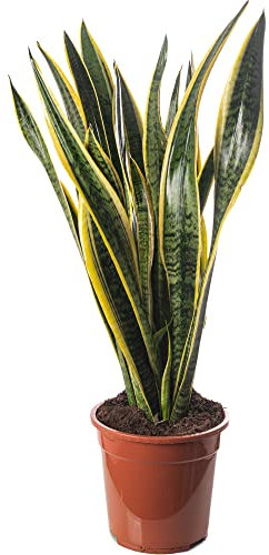 Snake Plant Sansevieria Tall Indoor Plants Exotic Large Trees for Your Home