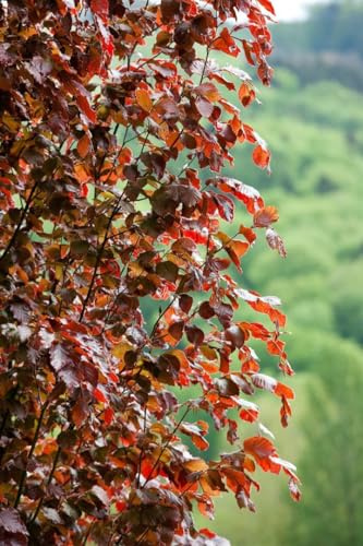 Rotbuche 'Rohan Obelisk' 80-100 cm Ballen Fagus sylvatica Sichtschutz