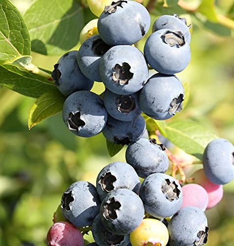Heidelbeere `Hortblue Petite´, zweimal tragend, für den Kübel geeignet, 40-60cm im Topf