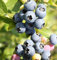Heidelbeere `Hortblue Petite´, zweimal tragend, für den Kübel geeignet, 40-60cm im Topf