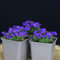 3 Stück - Aubrieta Cascade Blue | Blaukissen Bodendecker Staude von Intragarten | immergrün und winterhart im Topf gewachsen
